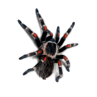 Brachypelma auratum