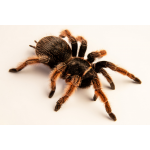 Brachypelma klaasi
