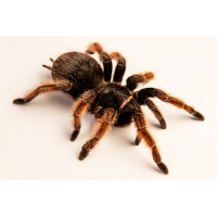 Brachypelma klaasi