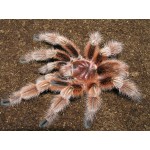Grammostola rosea