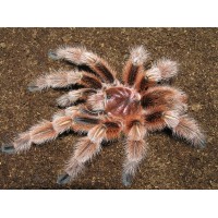 Grammostola rosea