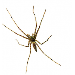 Heteropoda boiei - Óriás zuzmópók