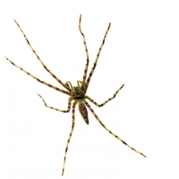 Heteropoda boiei - Óriás zuzmópók