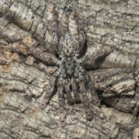 Heteroscodra maculata