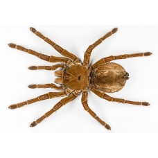 Theraphosa blondi - Óriás tarantula