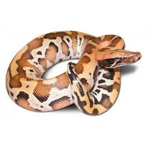 Python brongersmai - Vérvörös pithon