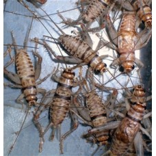 Gryllodes sigillatus - Trópusi házi tücsök Kicsi