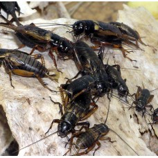 Gryllus bimaculatus - Kétfoltú tücsök Közepes