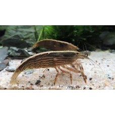 Atyopsis moluccensis - Legyezőgarnéla