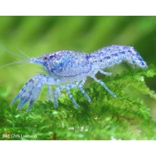 Cambarellus patzcuarensis Blue