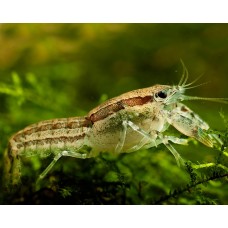 Cambarellus texanus