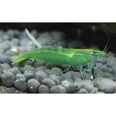 Caridina babaulti Green