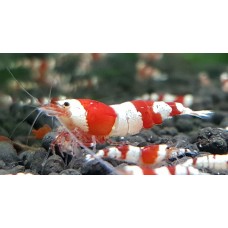 Caridina cantonensis sp. Crystal Red