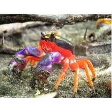 Gecarcinus quadratus - Halloween rák