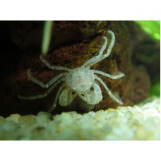 Limnopilos naiyanetri - Thai törpe pókrák