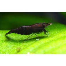 Neocaridina davidi Black star
