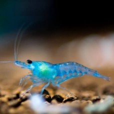 Neocaridina sp Blue Aura
