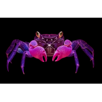 Geosesarma dennerle Purple