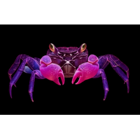 Geosesarma dennerle Purple