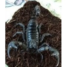 Heterometrus petersii - Óriás erdei skorpió