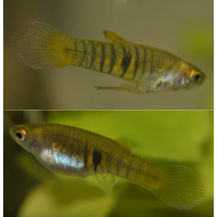 Neoheterandria elegans - Elegáns fogaspontyocska Párban