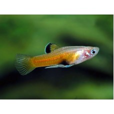 Phallichthys tico Vadon fogott Párban