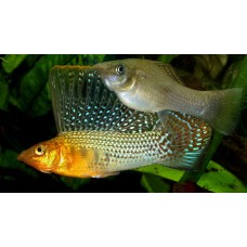 Poecilia velifera - Vitorlás fogasponty Párban