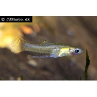 Girardinus falcatus – Izzószemű girardinus