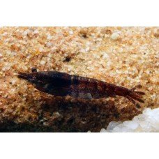 Neocaridina davidi Chocolate