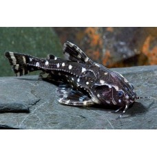 Agamyxis albomaculatus Agamyxis albomaculatus