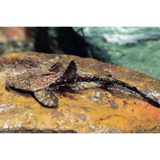 Bunocephalus coracoideus Bunocephalus coracoideus
