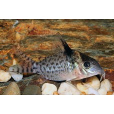 Corydoras agassizii