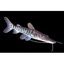 Pseudoplatystoma fasciatum – Csukafejű tigrisharcsa
