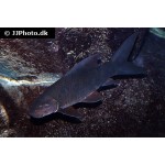 Labeo chrysophekadion – Fekete rojtosszájú hal
