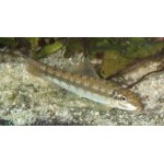 Gyrinocheilus aymonieri - Moszatevő márna