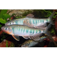 Zacco platypus – Kékégbolt márna