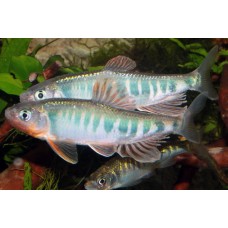 Zacco platypus – Kékégbolt márna