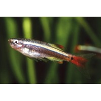 Tanichthys albonubes - Kolibrihal