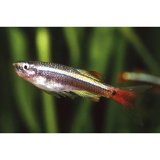 Tanichthys albonubes - Kolibrihal