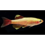 Tanichthys albonubes Gold - Arany Kolibrihal