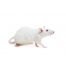 Rattus norvegicus - Patkány 300-500g
