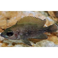 Neolamprologus toae