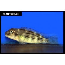 Steatocranus gibbiceps