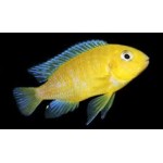 Tropheops macrophthalmus Lumbira