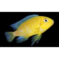 Tropheops macrophthalmus Lumbira