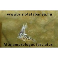 Altolamprologus fasciatus 