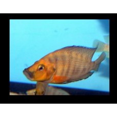 Altolamprologus compressiceps Kigoma - Sárga vadászsügér