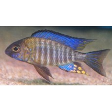 Aulonocara ethelwihae Aulonocara ethelwihae