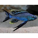 Cyathopharynx furcifer Halembe Cyathopharynx furcifer Halembe