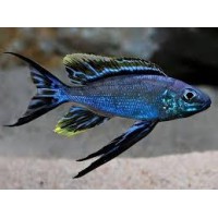 Cyathopharynx furcifer Halembe